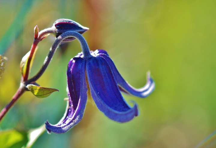 Växtmarknader med växter odlade av amatörer