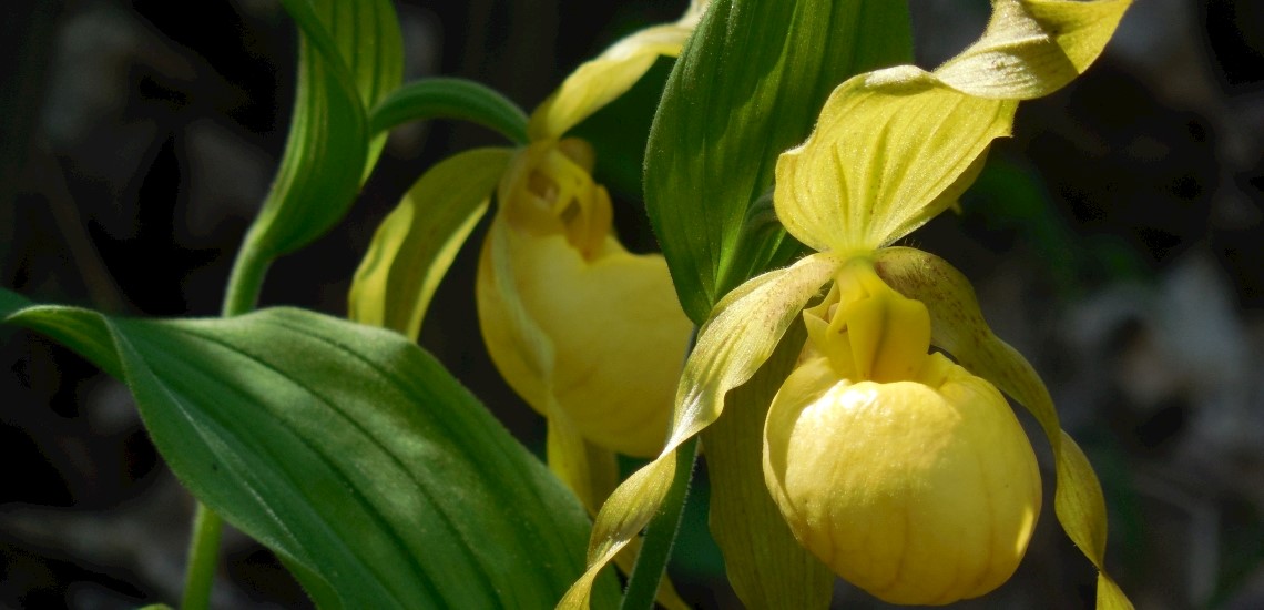 Cypripedium