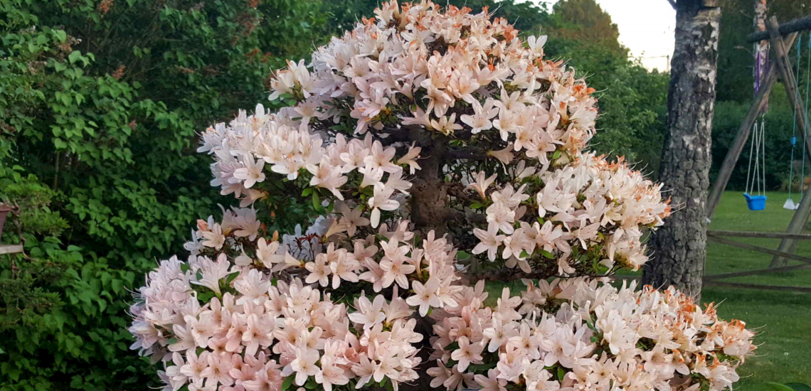 Bonsai hos Dan Petersson