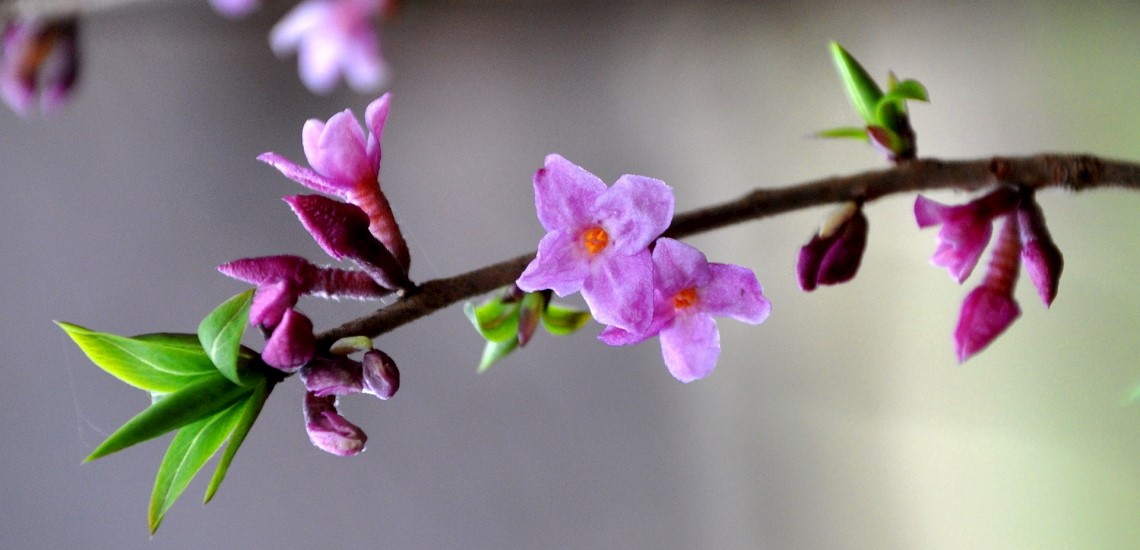Daphne mezereum
