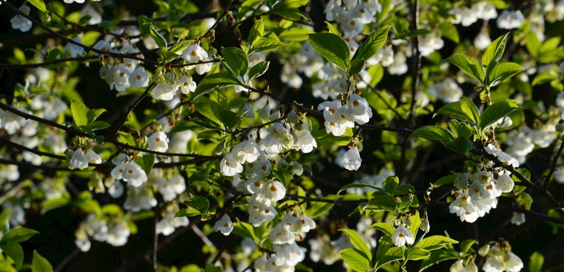 Trädgården hos Sara och Magnus Brenne
