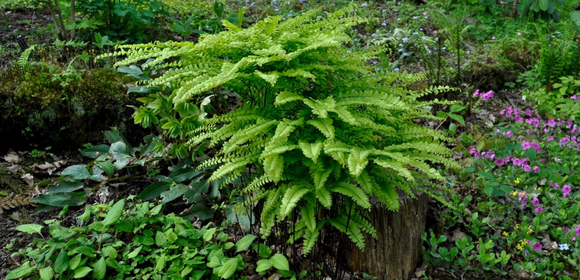 Adiantum pedatum, frilandsadiantum