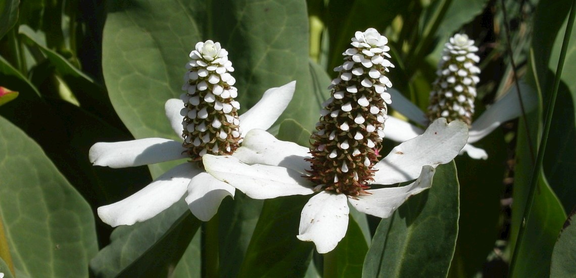 Anemopsis californica, sippsvans