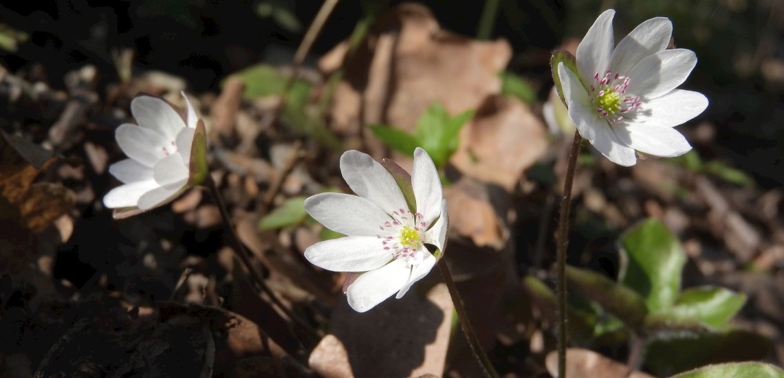 Hepatica nobilis