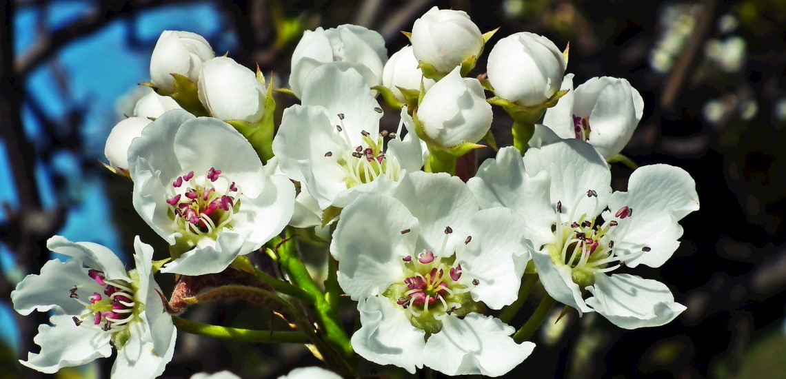 Päronblommor