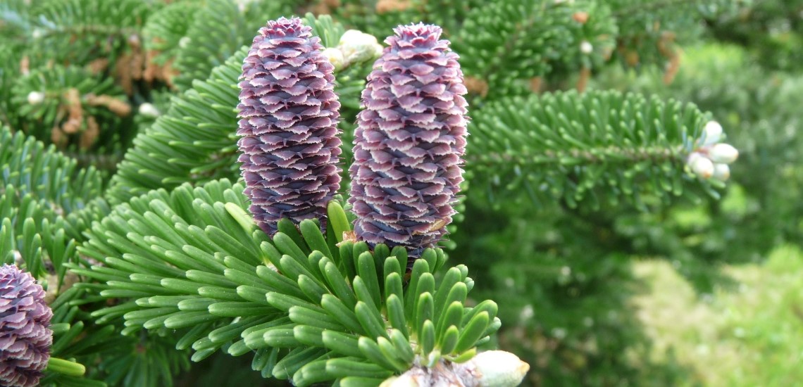 Abies koreana