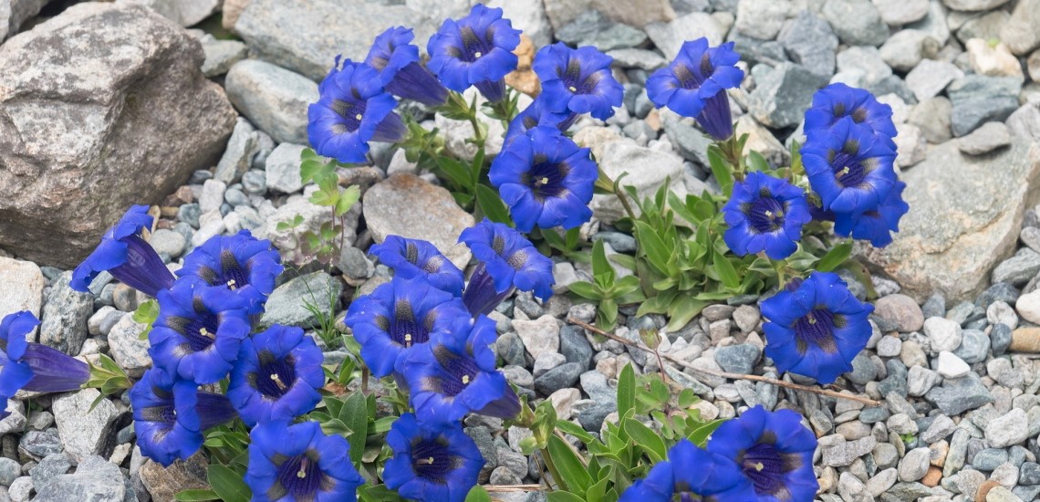 Gentiana i stenparti